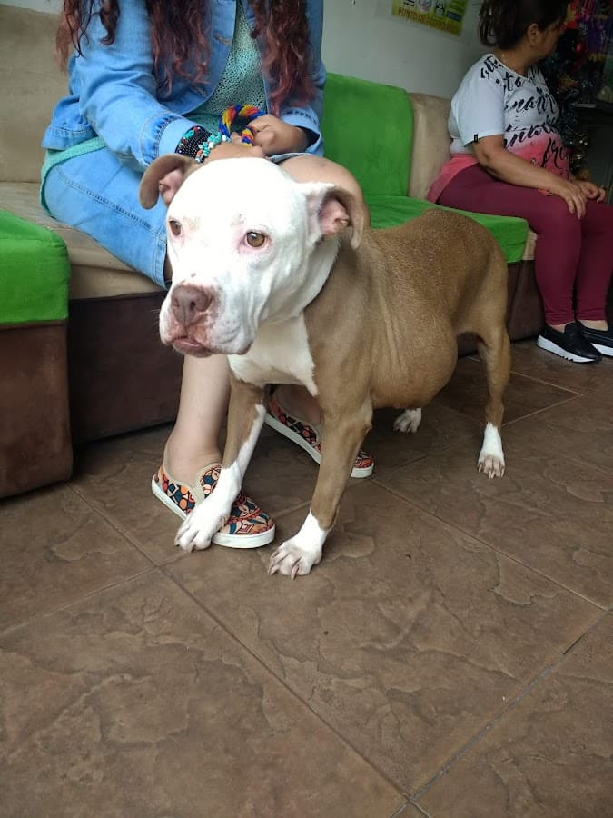Corazón Animal