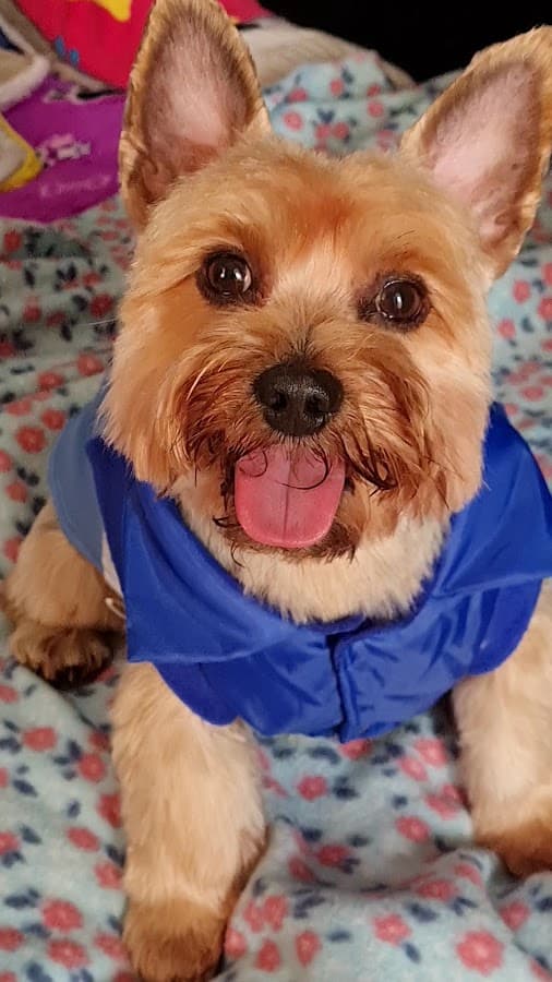 Clínica Veterinaria Rondón — foto