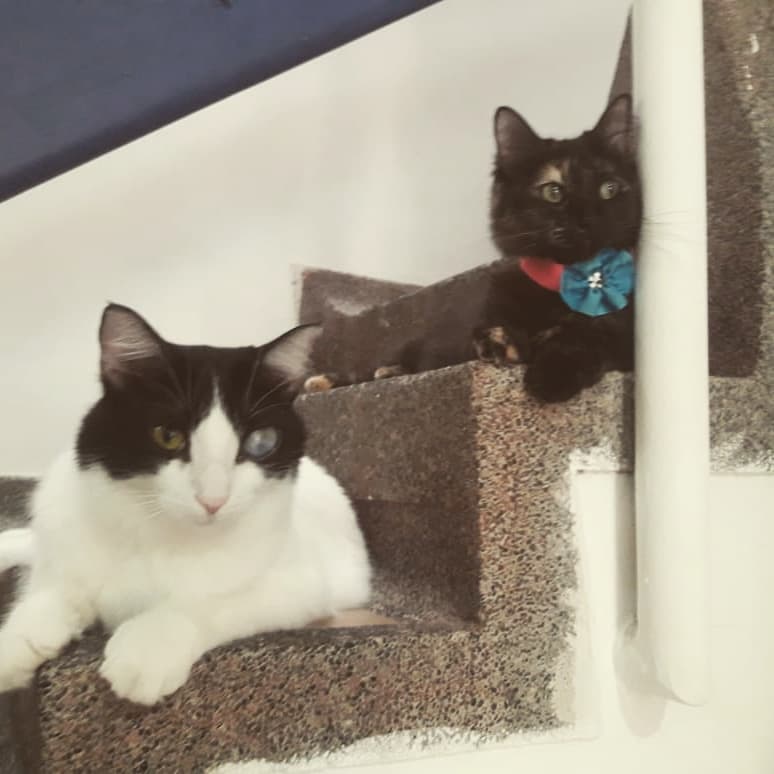Veterinaria Patitas — foto