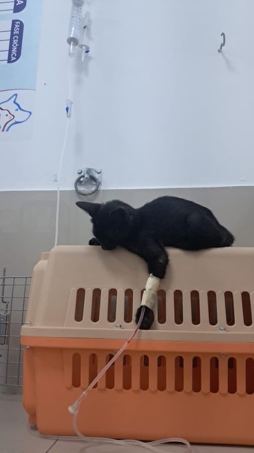 Veterinaria Animal CARE Hospital — foto