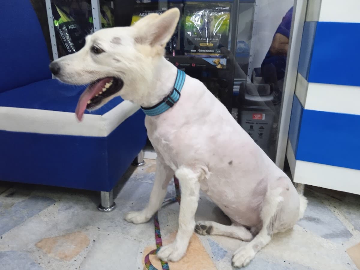 Clínica veterinaria Mascotas — foto
