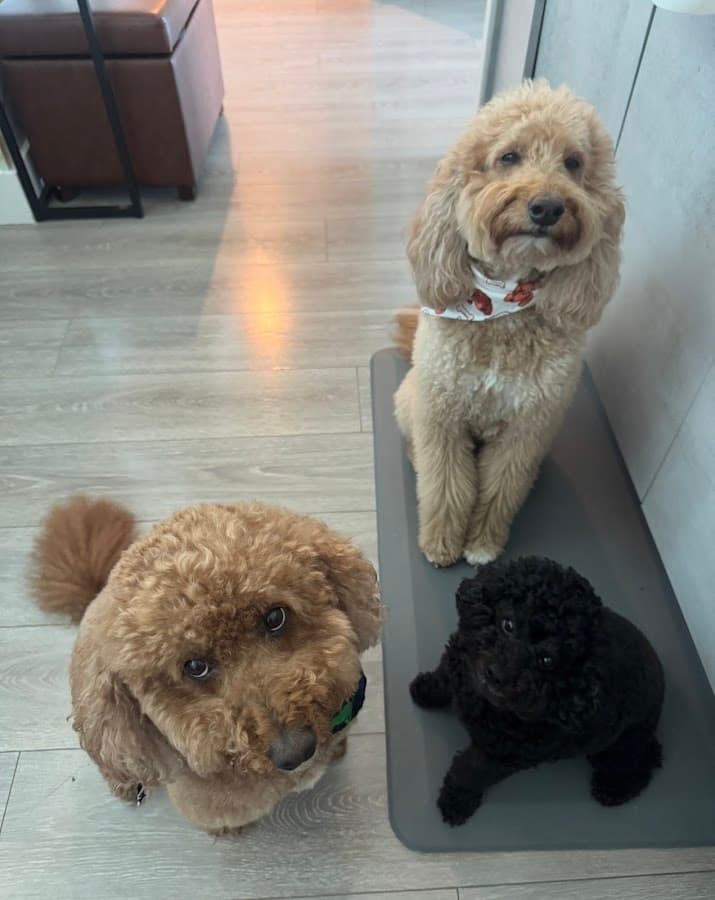 Fur Baby Spaw Midtown — foto