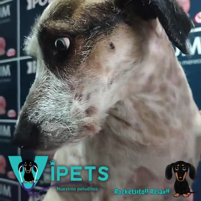 Veterinaria VIPETS — foto