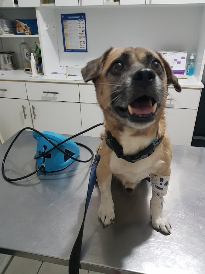 "Asis Veterinaria" — foto
