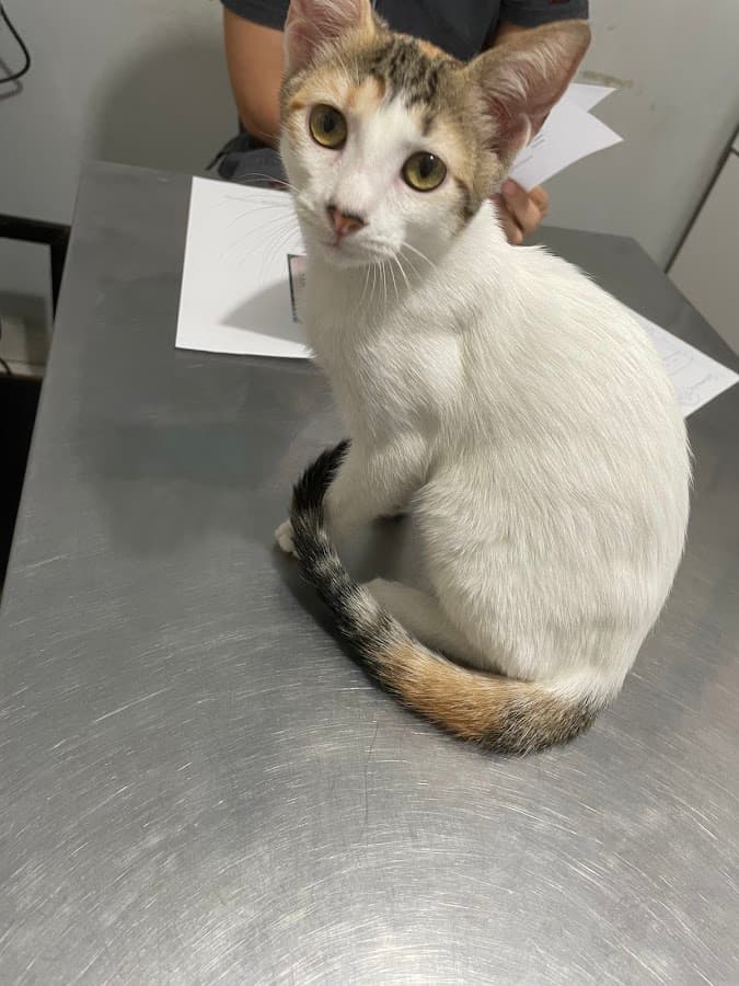 "Asis Veterinaria" — foto