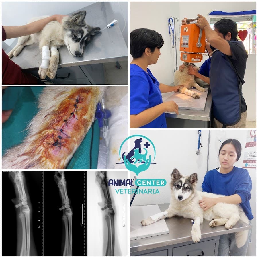 Veterinaria Animal Center Piura