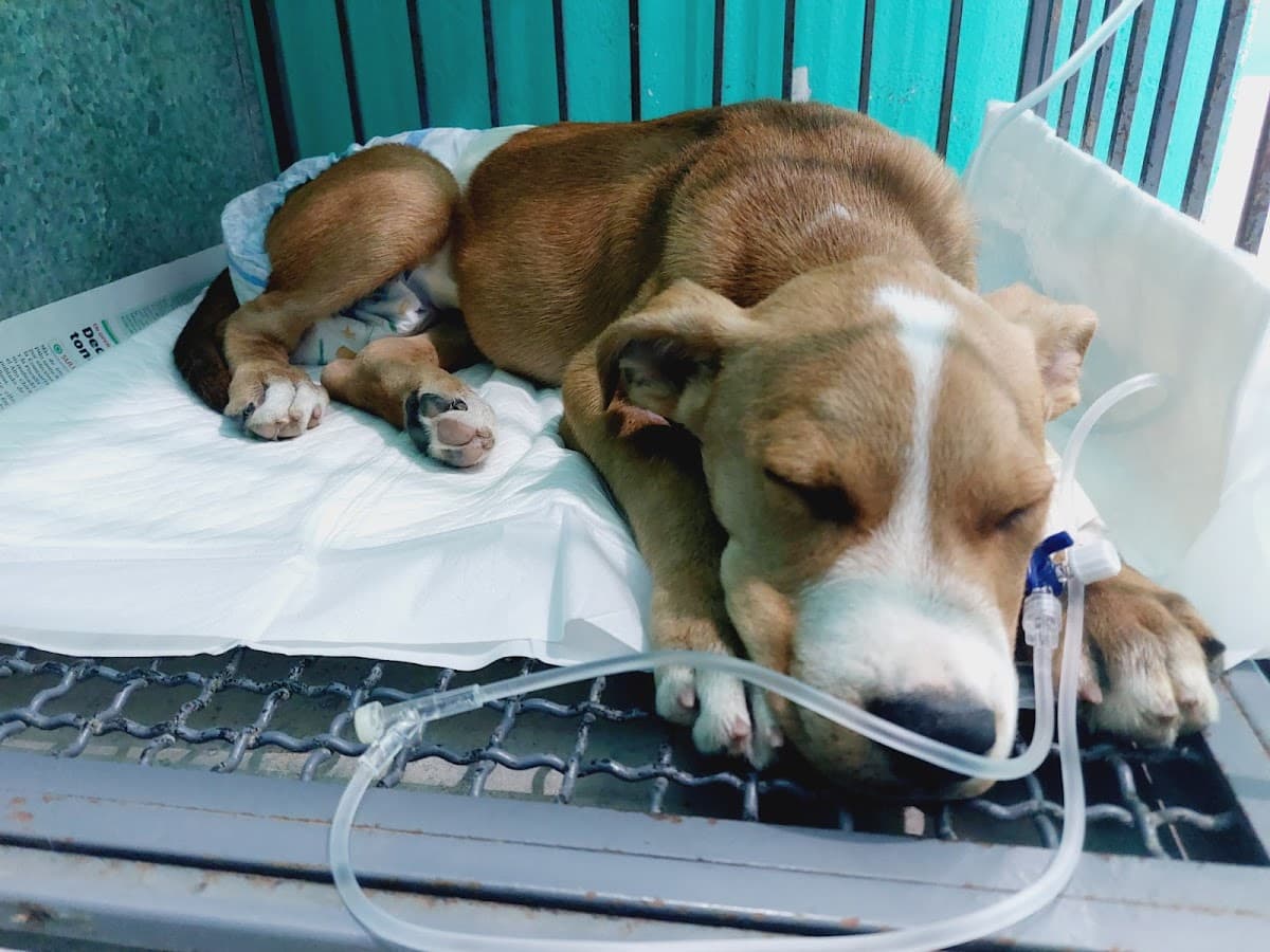 Veterinaria Animal Center Piura — foto