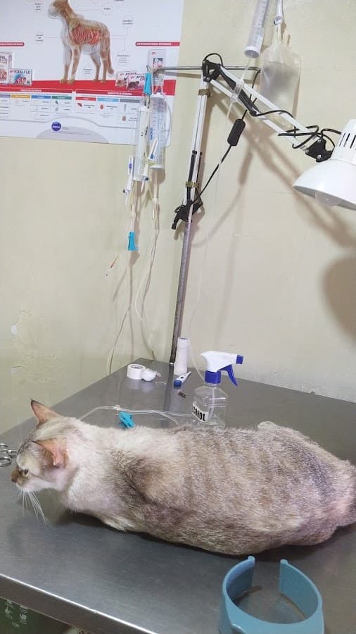 Veterinaria mi Segundo Hogar