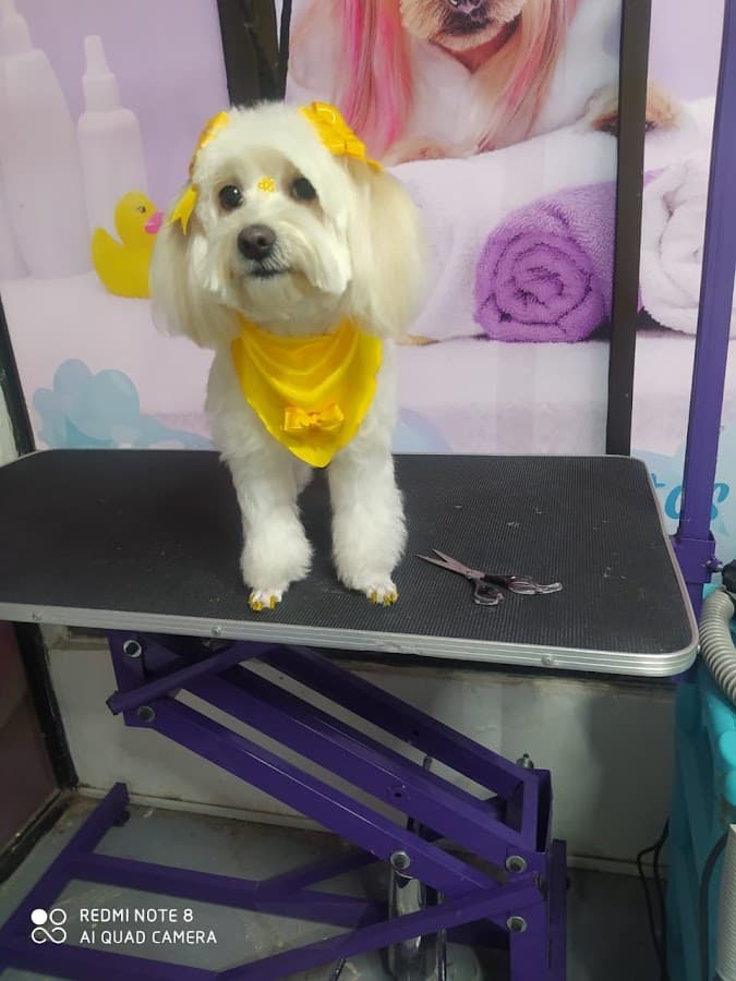 veterinaria wow — foto