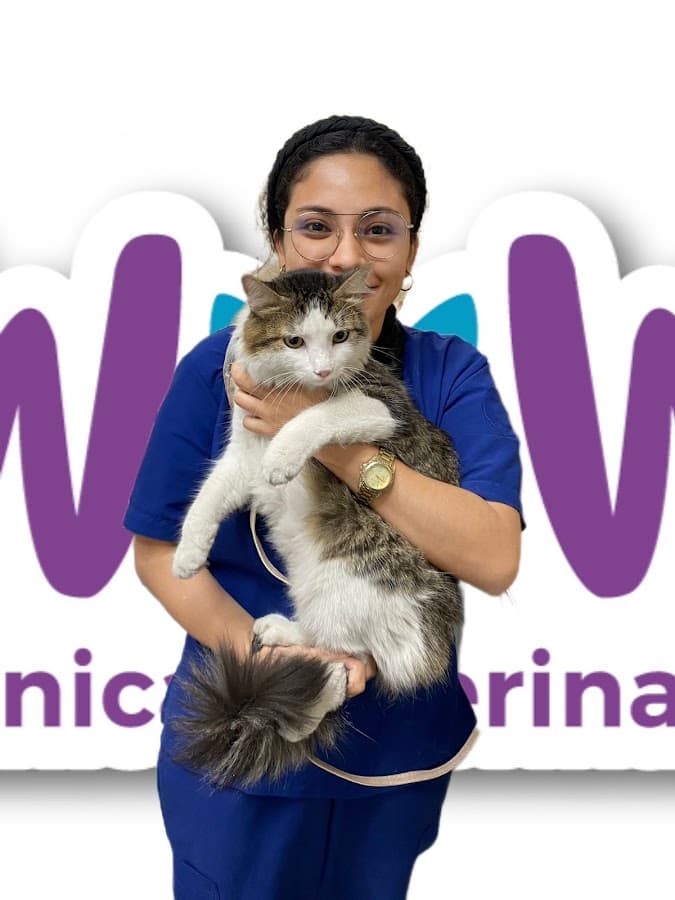 veterinaria wow — foto