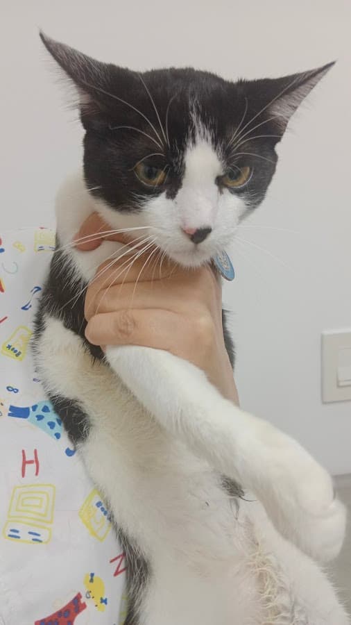 Villa Animal Veterinaria — foto