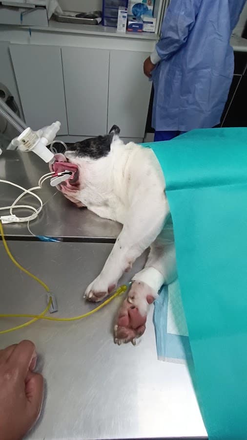 Veterinaria Salud Animal — foto