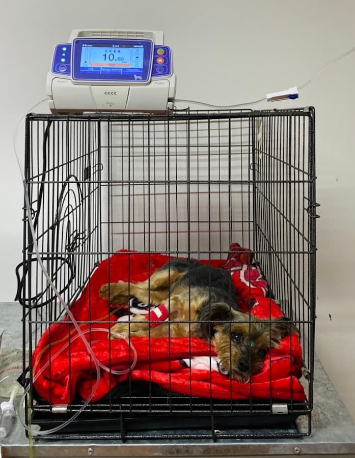 Clínica de especialidades veterinarias DOHKO