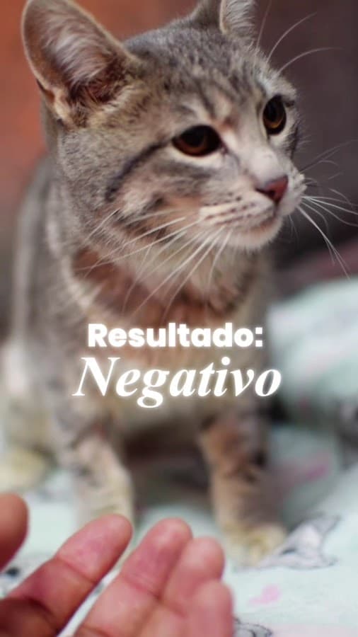 Clínica de especialidades veterinarias DOHKO — foto