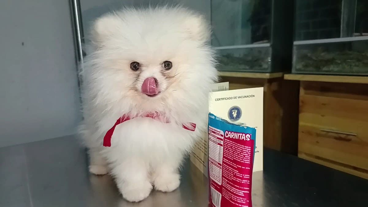 Clínica de especialidades veterinarias DOHKO — foto