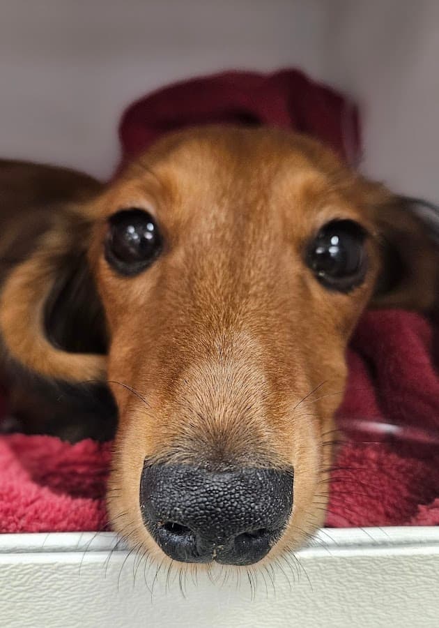 Animal Medical Clinic of Orlando — foto