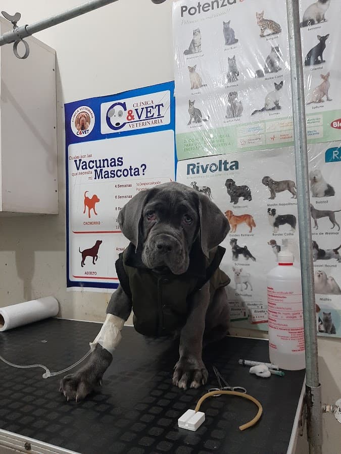 C & Vet