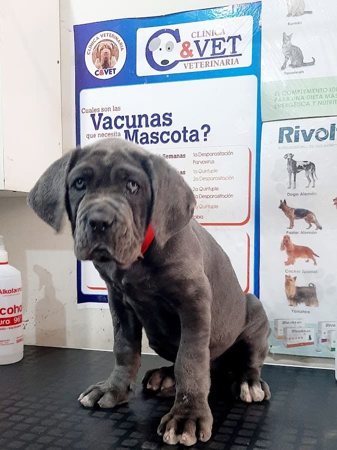 C & Vet — foto