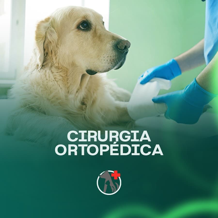 Vitta Pet Clínica Veterinária — foto
