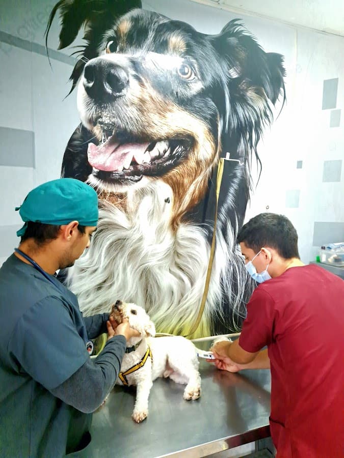 CENTRAL DE URGENCIAS VETERINARIAS