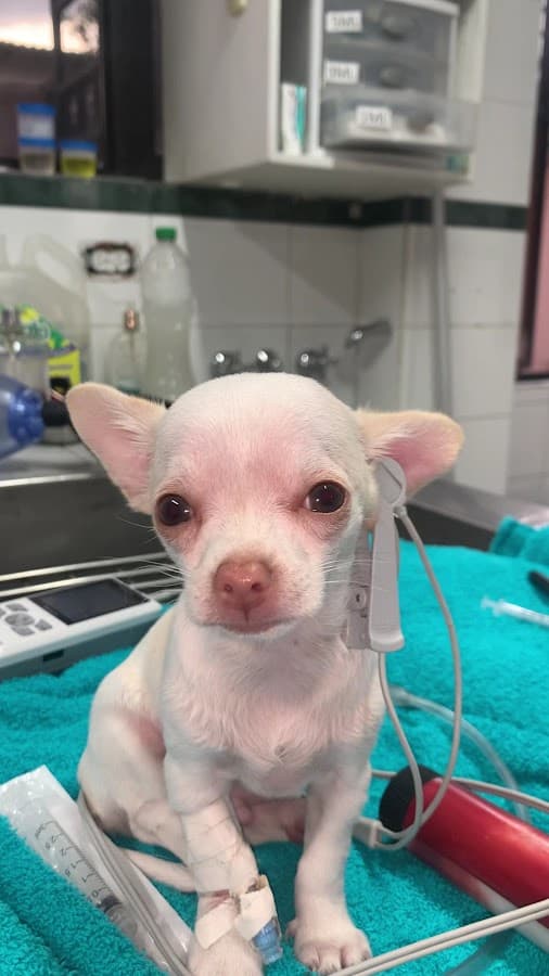 Hospital Veterinario Lucky — foto