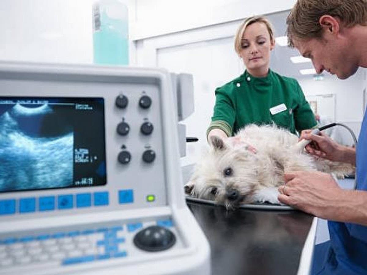 Clínica Veterinaria Huancayo — foto