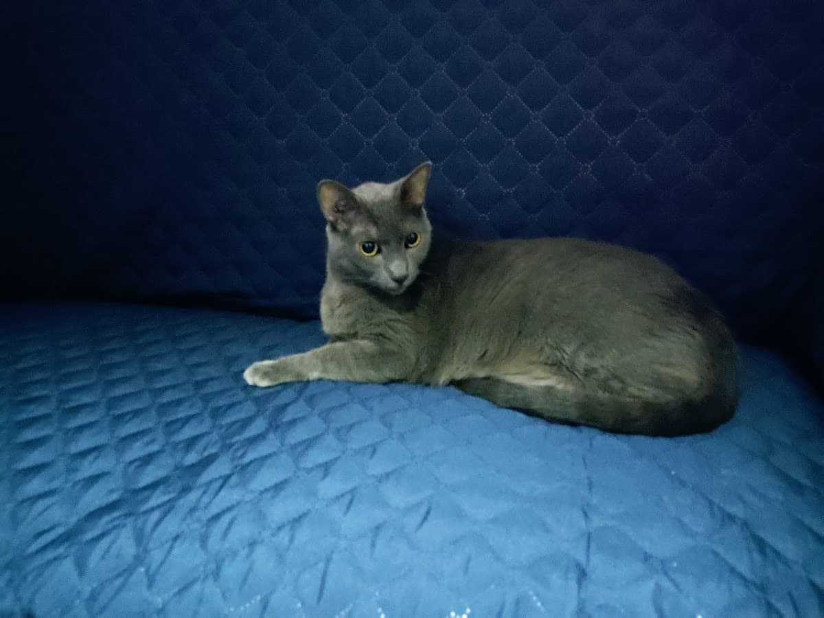 Veterinaria Supermascotas — foto