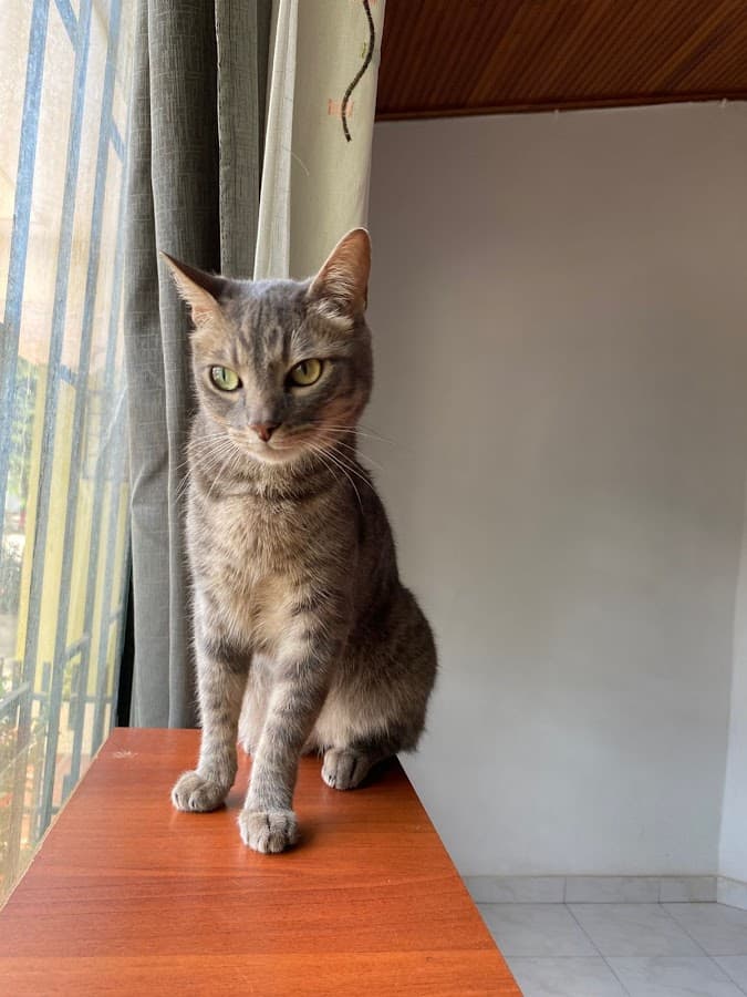 Vethome Col Ibagué a domicilio — foto