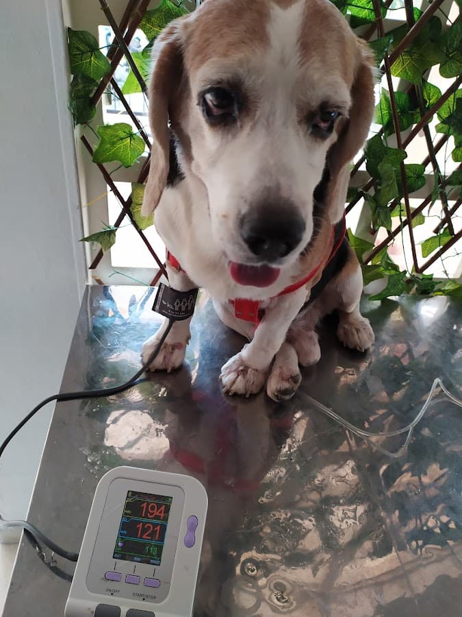 Urgencias veterinarias 24 horas Animal Health — foto