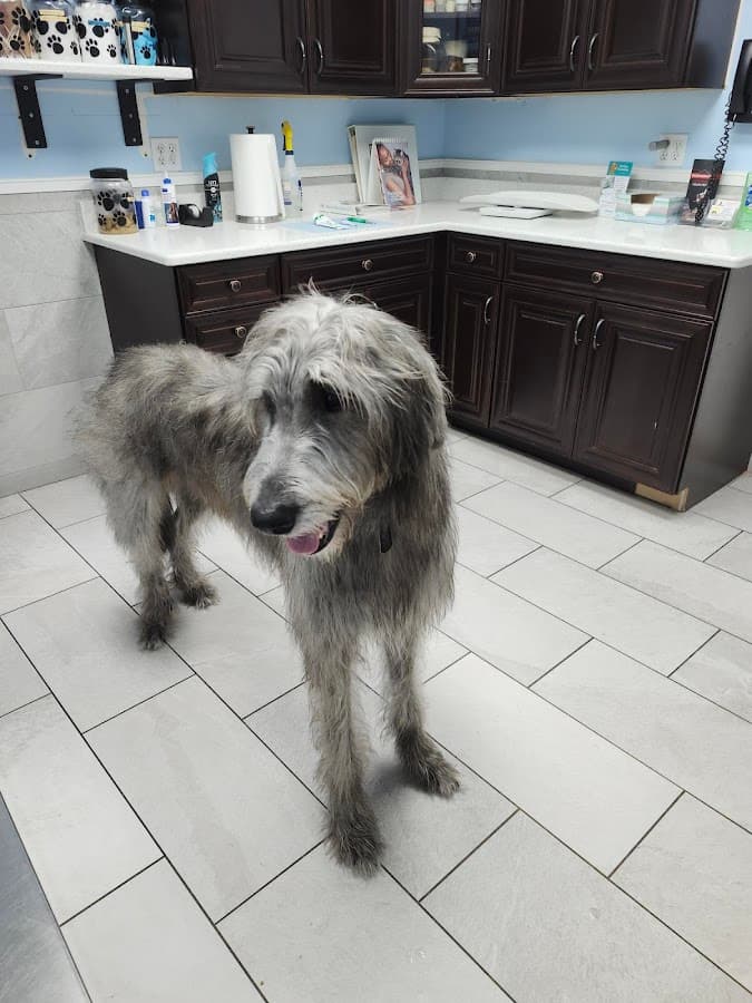 Vet-I-Care Animal Hospital
