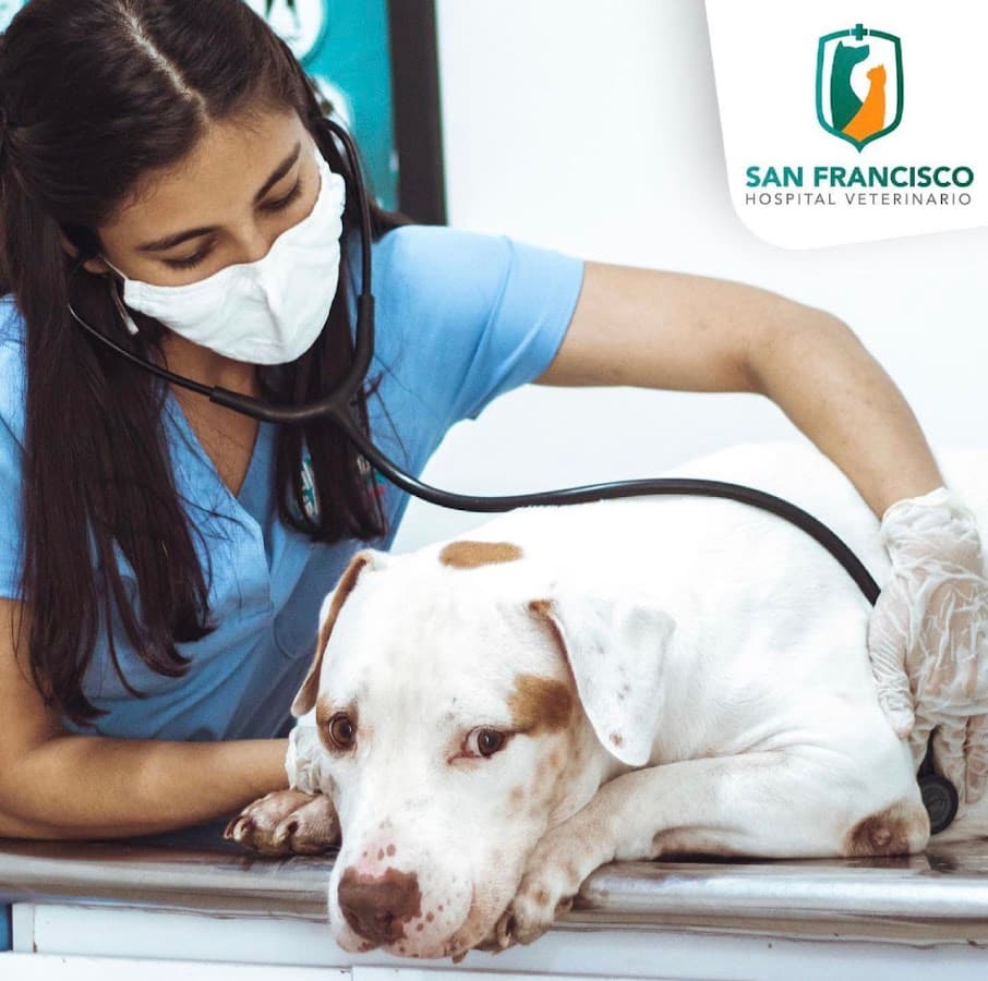 San Francisco Hospital Veterinario — foto