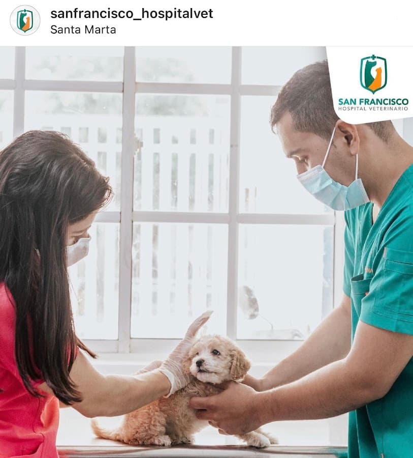San Francisco Hospital Veterinario — foto