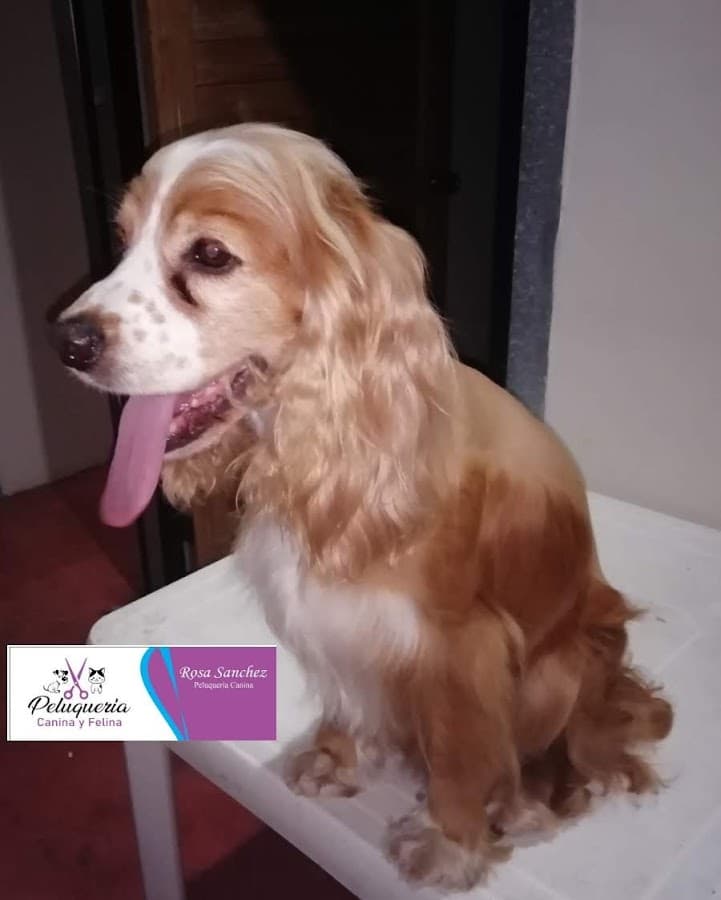 Consultorio Veterinario Duncan — foto