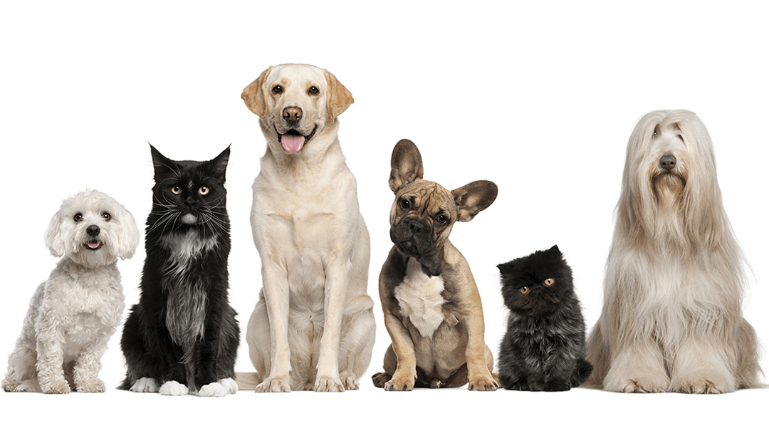 Southside Animal Clinic