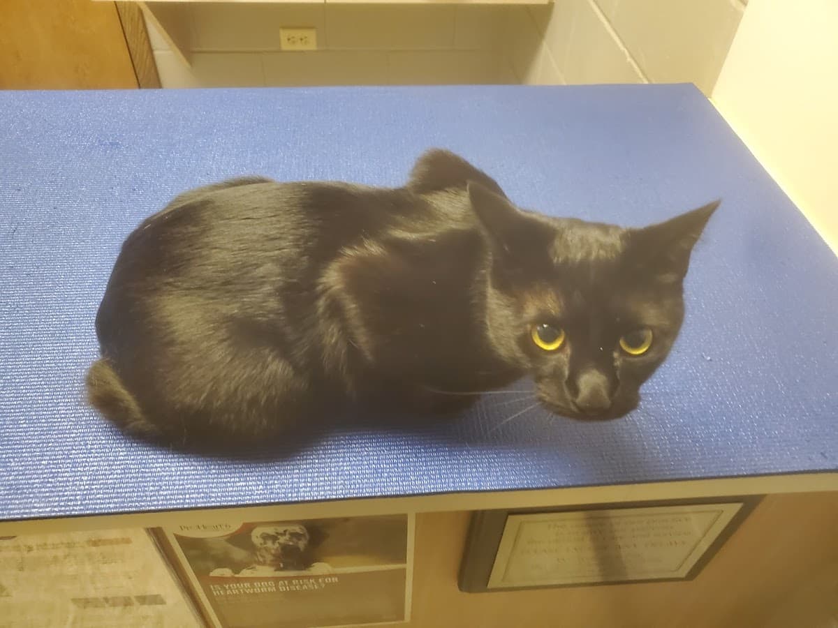 Southside Animal Clinic — foto