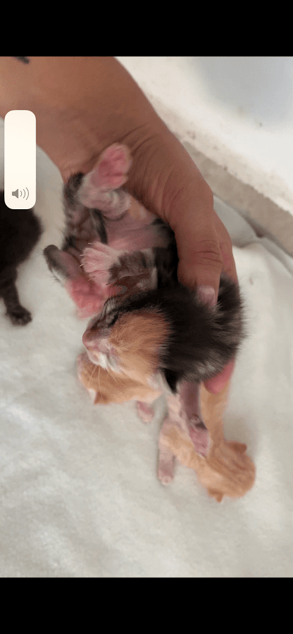 Pet shop huellitas — foto