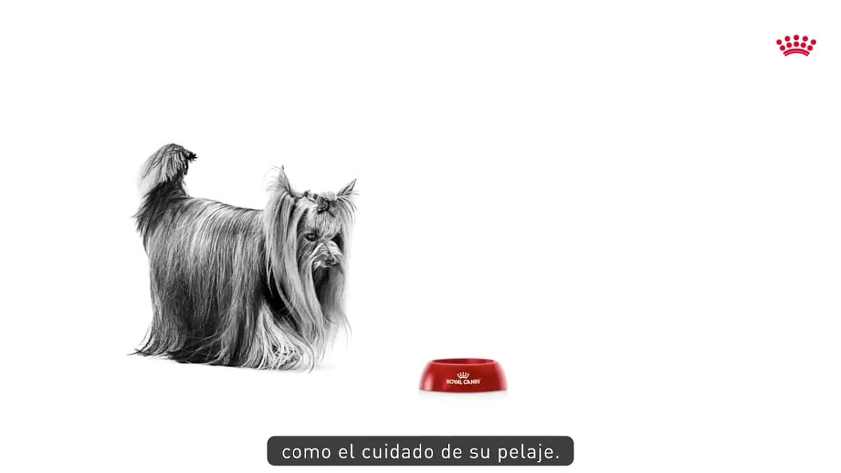 Mister Mascotas — foto