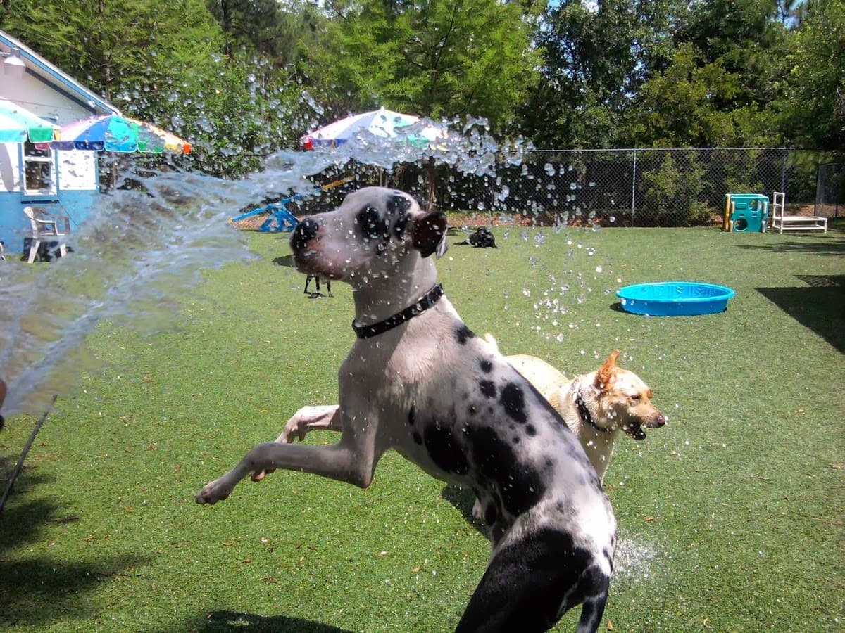 Coastal Veterinary Hospital & Pet Resort — foto