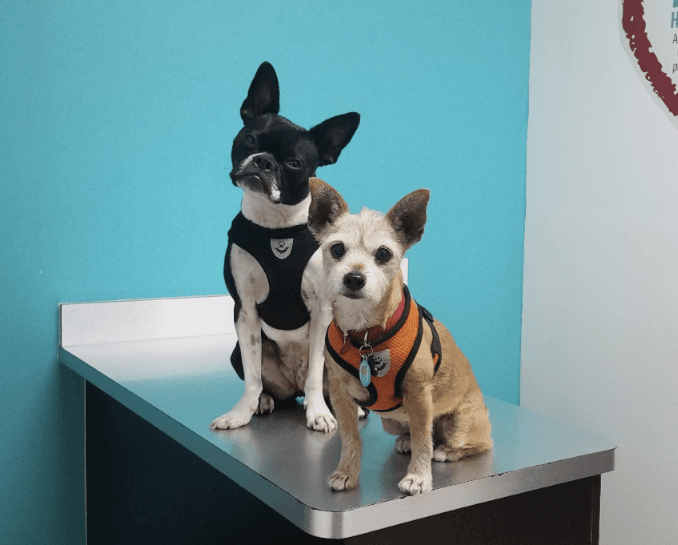 Miami Animal Clinic — foto