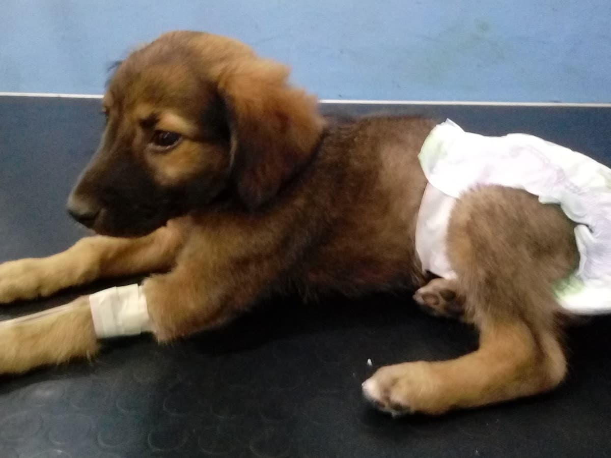 Animal Cares