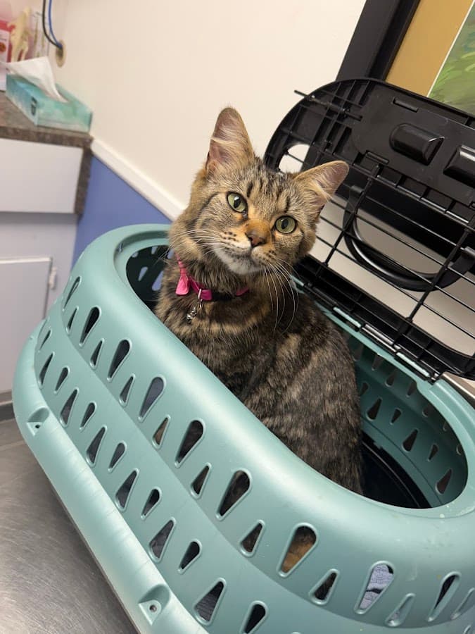 Kindred Spirits Animal Clinic