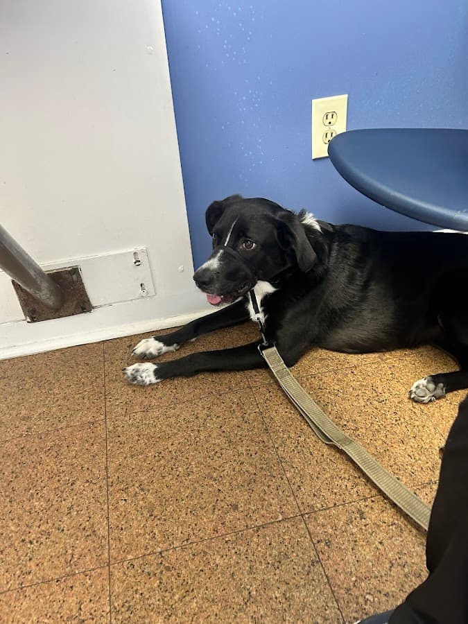Kindred Spirits Animal Clinic — foto