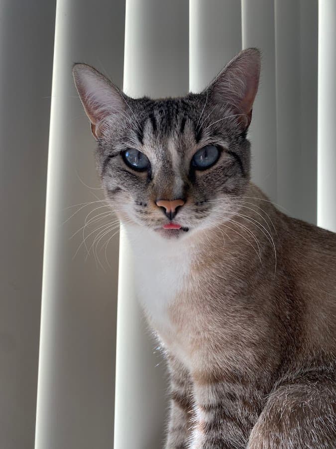 Kindred Spirits Animal Clinic — foto