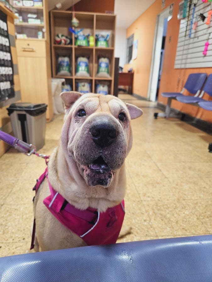 Veterinaria Alltopets — foto