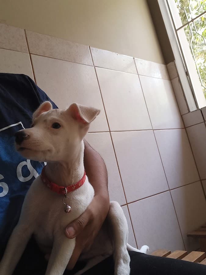 Veterinaria Santa Isabel — foto