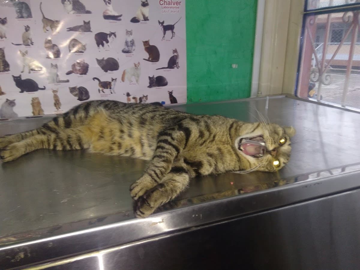 Clínica Veterinarios Especializados — foto