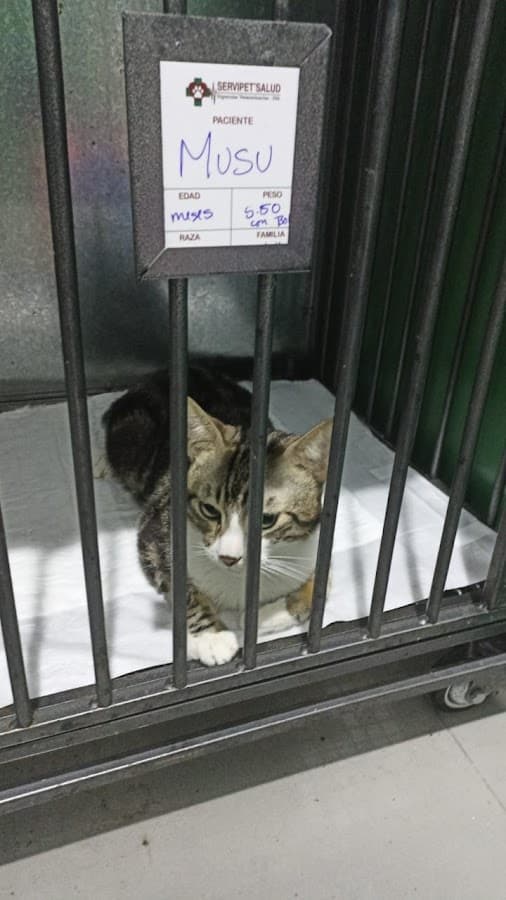 ServipetSalud- Urgencias Veterinarias 24h