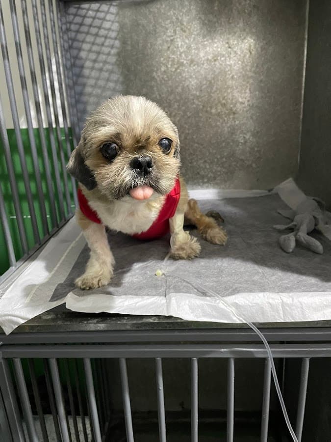 ServipetSalud- Urgencias Veterinarias 24h — foto