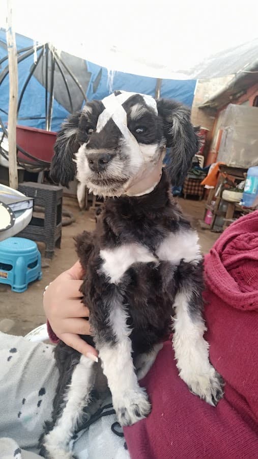 Centro Veterinario Municipal — foto