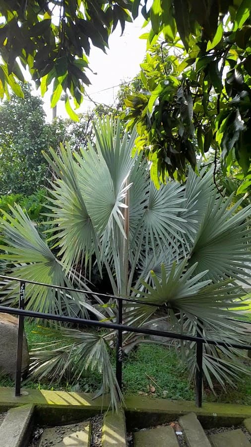 Parque Bicentenario — foto
